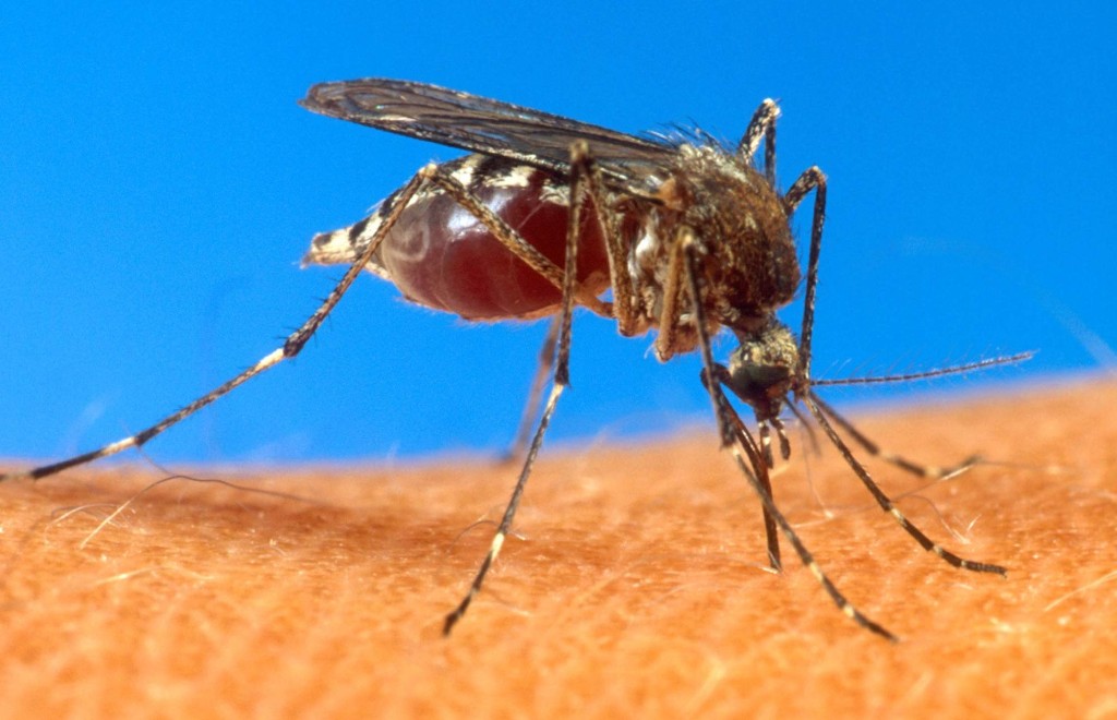 7-Infected-Mosquitos-in-Towns