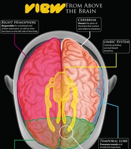 brain-emotions